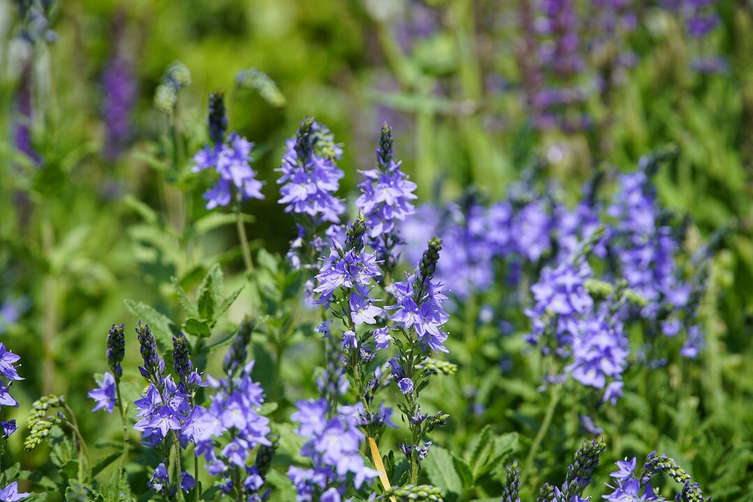 Veronica herb for treating fungus