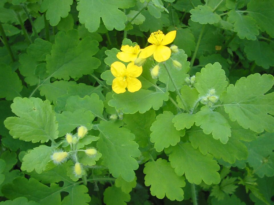 Growing celandine everywhere helps to get rid of toenail fungus quickly